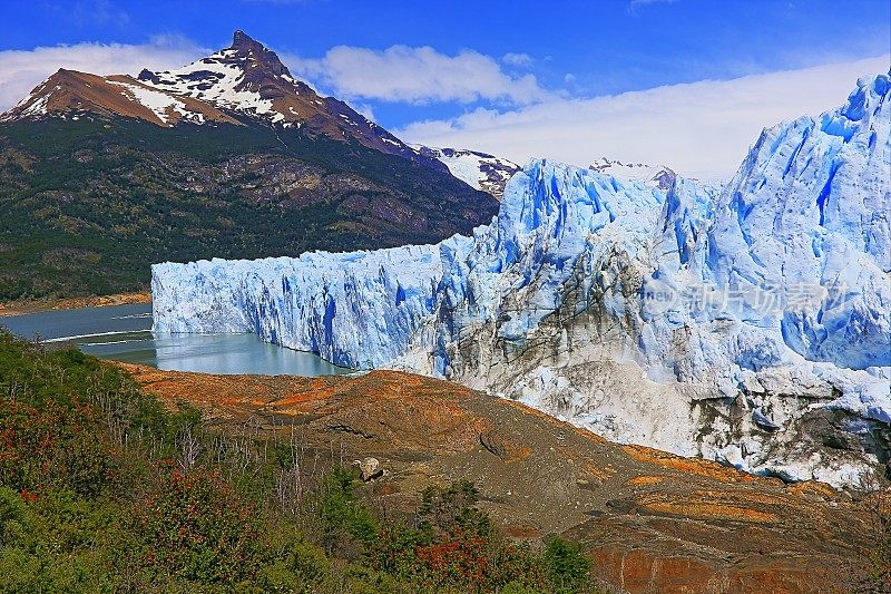 莫雷诺冰川和红色野花，阿根廷湖- El Calafate，巴塔哥尼亚